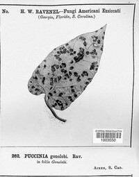 Puccinia gonolobi image